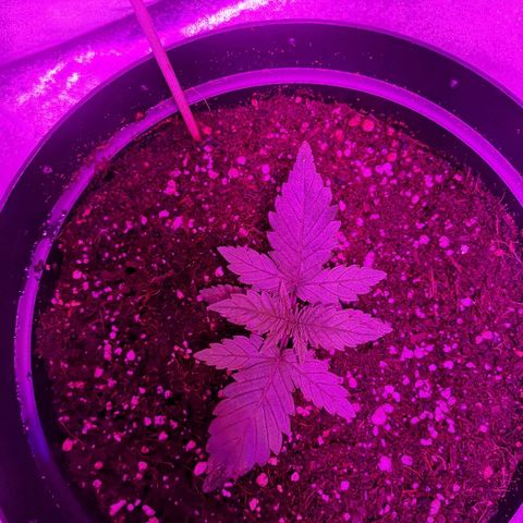 Candy Kush Express growlog photo: Feeding day