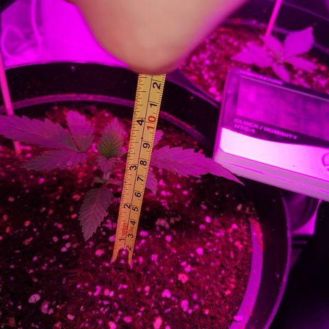 Candy Kush Express growlog photo: Feeding day