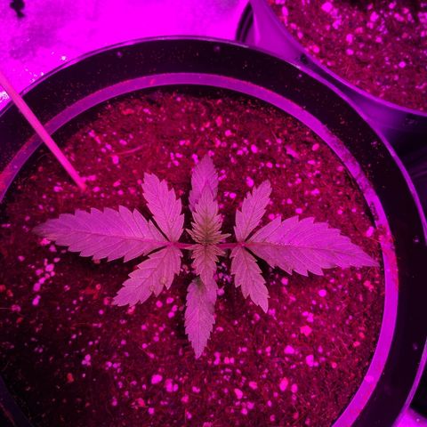 Candy Kush Express growlog photo: Feeding day