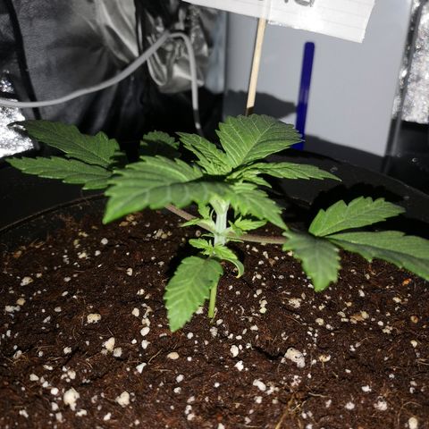 Candy Kush Express growlog photo: Looking awesome 👌