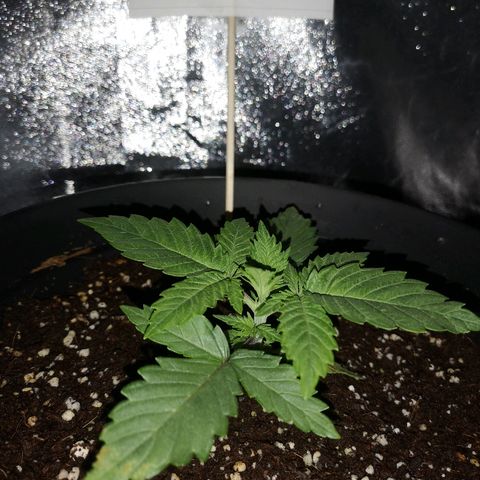 Candy Kush Express growlog photo: Looking awesome 👌