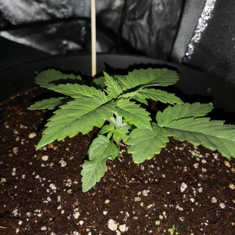 Candy Kush Express growlog photo: Looking awesome 👌