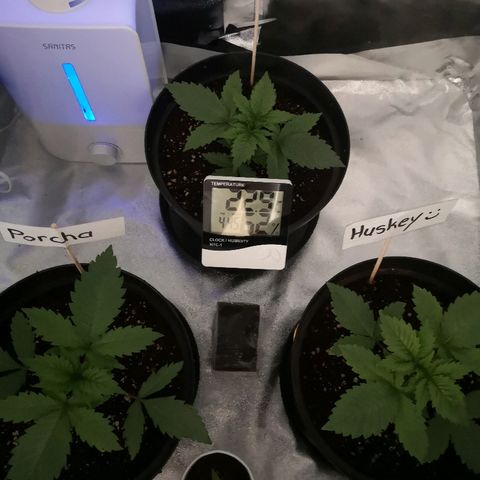 Candy Kush Express growlog photo: 3 weeks looking healthy and happy