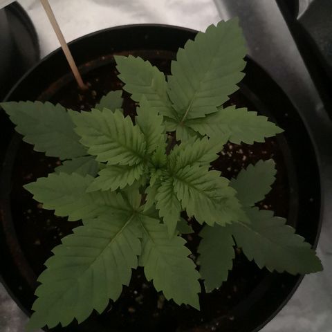 Candy Kush Express growlog photo: 3 weeks looking healthy and happy