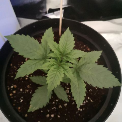 Candy Kush Express growlog photo: 3 weeks looking healthy and happy