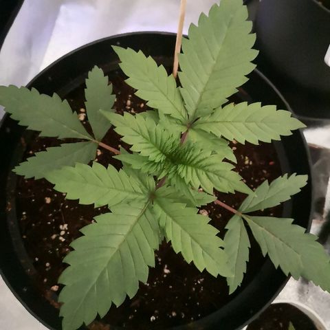 Candy Kush Express growlog photo: 3 weeks looking healthy and happy
