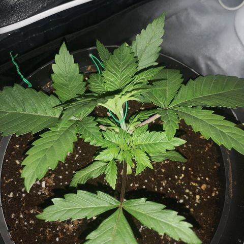 Candy Kush Express growlog photo: First training day 