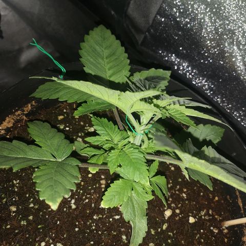 Candy Kush Express growlog photo: First training day 