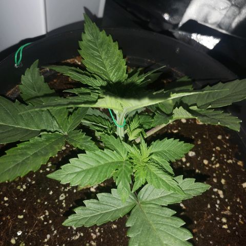 Candy Kush Express growlog photo: First training day 