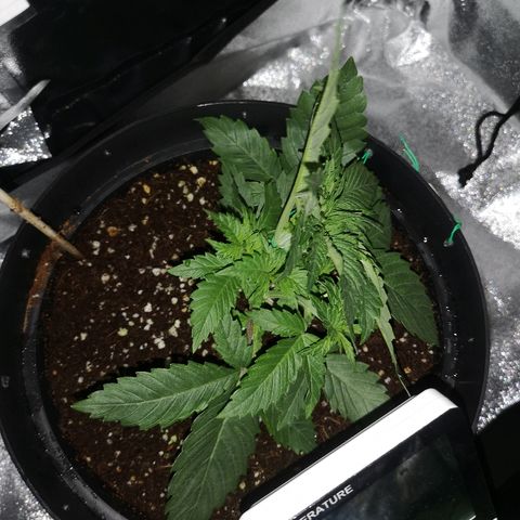 Candy Kush Express growlog photo: Training day