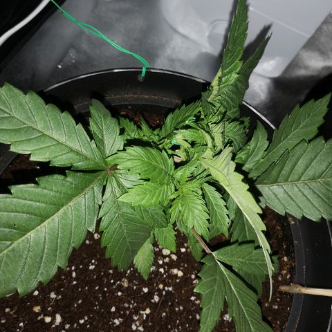 Candy Kush Express growlog photo: Training day