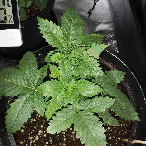Candy Kush Express growlog photo: Training day