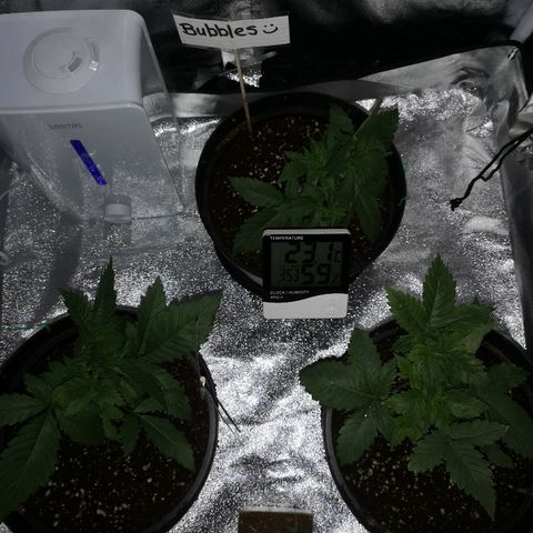 Candy Kush Express growlog photo: Training day