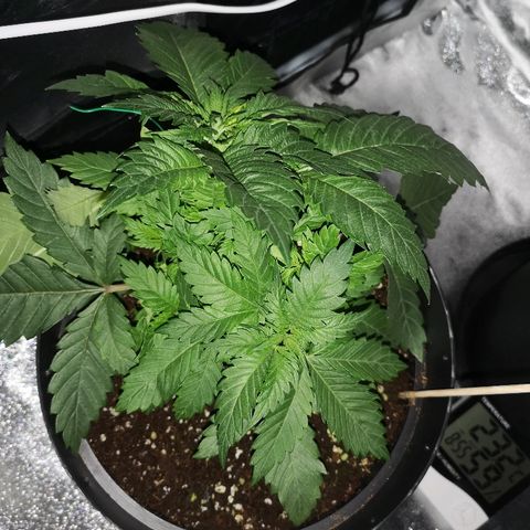 Candy Kush Express growlog timeline photo