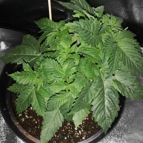 Candy Kush Express growlog timeline photo