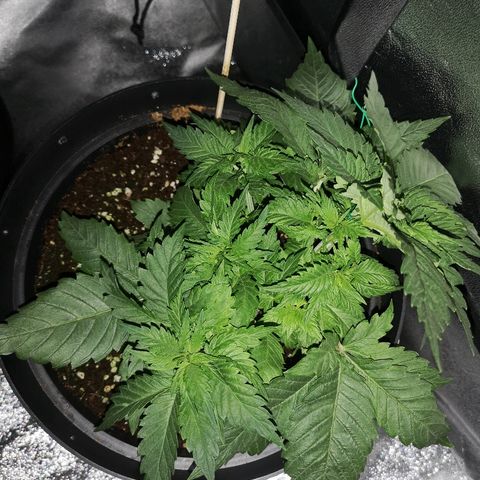Candy Kush Express growlog timeline photo