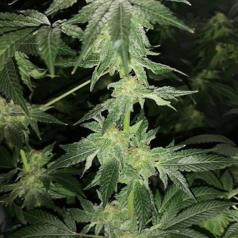 Candy Kush Express growlog timeline photo