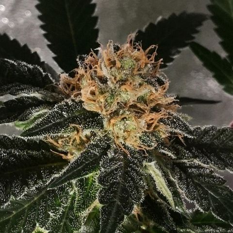Candy Kush Express growlog timeline photo