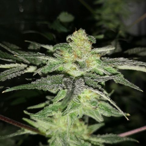 Candy Kush Express growlog timeline photo