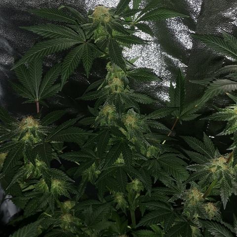 Candy Kush Express growlog timeline photo