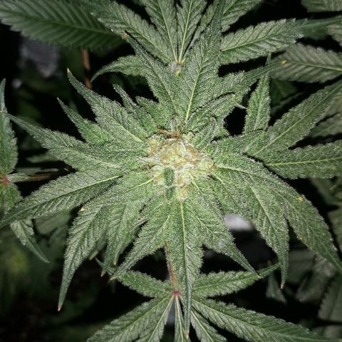 Candy Kush Express growlog timeline photo