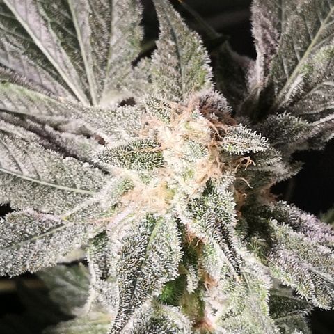 Candy Kush Express growlog timeline photo