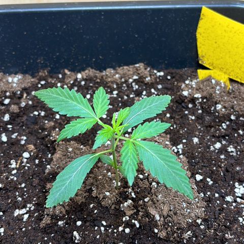 Sugarlato Auto growlog photo: Tag 13 