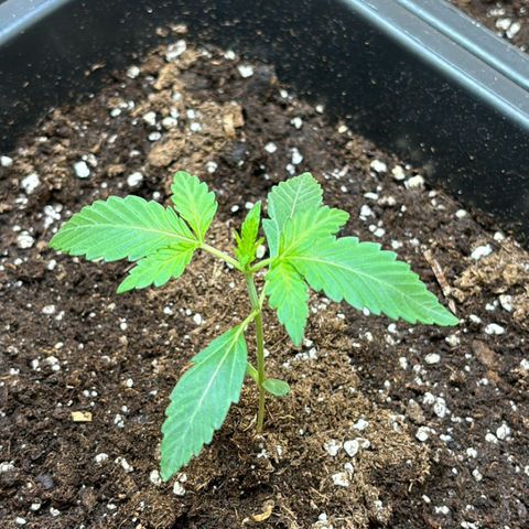 Sugarlato Auto growlog photo: Tag 13 
