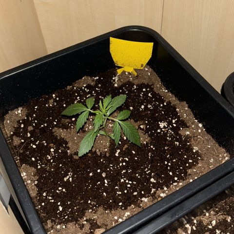 Sugarlato Auto growlog photo: Licht ist aus deshalb hängen die beiden auf den Bildern aber schön zu sehen, was eine bessere Lampe alles ausmachen kann.