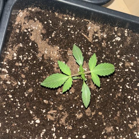 Sugarlato Auto growlog photo: Licht ist aus deshalb hängen die beiden auf den Bildern aber schön zu sehen, was eine bessere Lampe alles ausmachen kann.