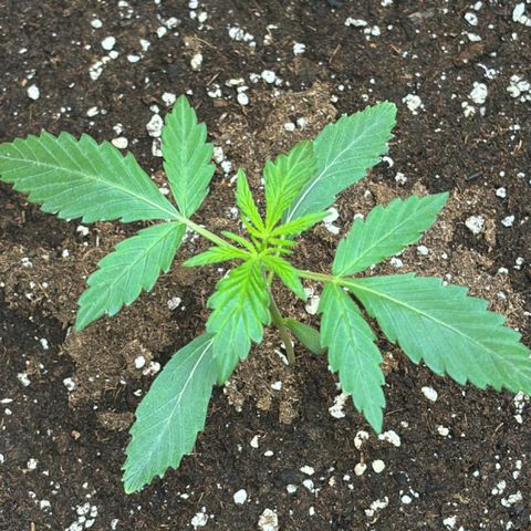 Sugarlato Auto growlog timeline photo