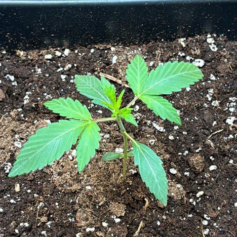 Sugarlato Auto growlog timeline photo