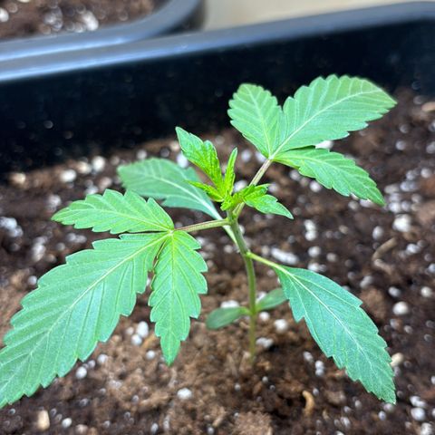 Sugarlato Auto growlog timeline photo