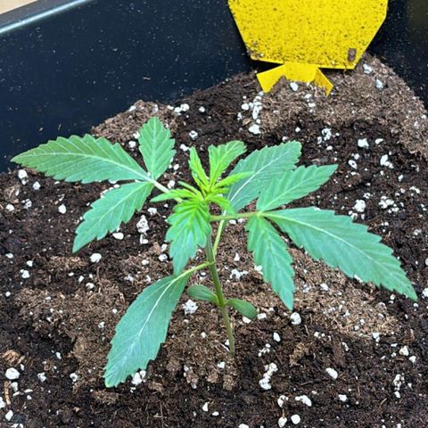Sugarlato Auto growlog timeline photo