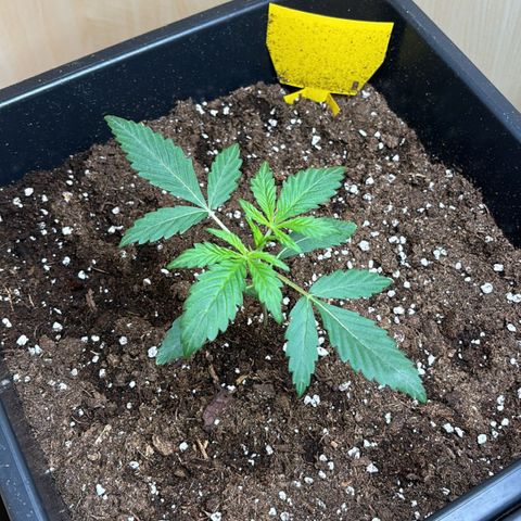 Sugarlato Auto growlog timeline photo