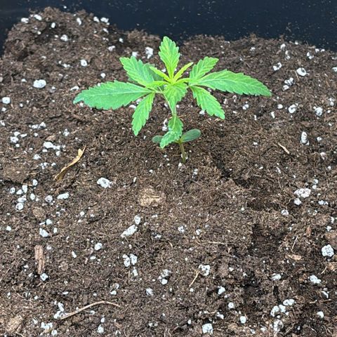 Sugarlato Auto growlog timeline photo