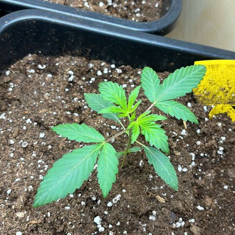 Sugarlato Auto growlog timeline photo