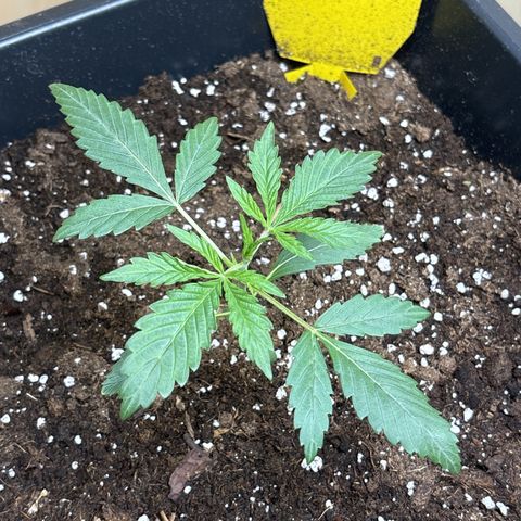 Sugarlato Auto growlog timeline photo
