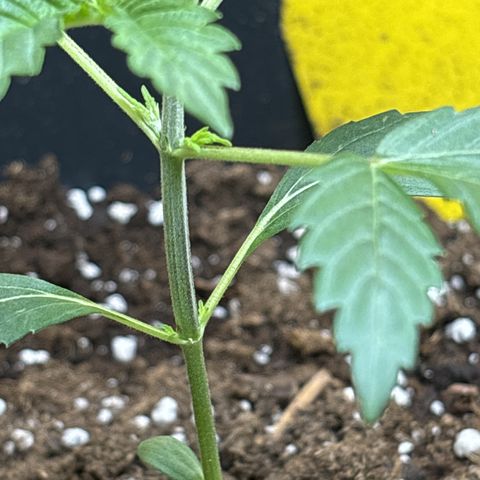 Sugarlato Auto growlog timeline photo