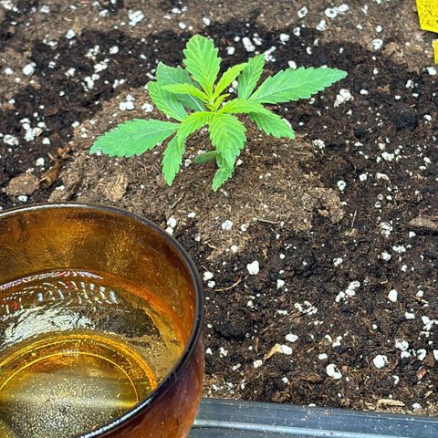 Sugarlato Auto growlog timeline photo
