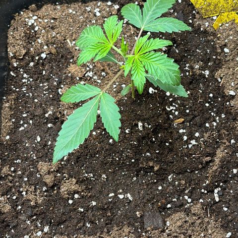 Sugarlato Auto growlog timeline photo