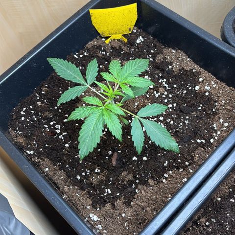 Sugarlato Auto growlog timeline photo