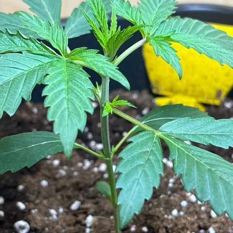 Sugarlato Auto growlog timeline photo