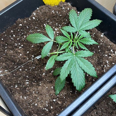 Sugarlato Auto growlog photo: Erster Tag mit LST (Low Stress Training) 