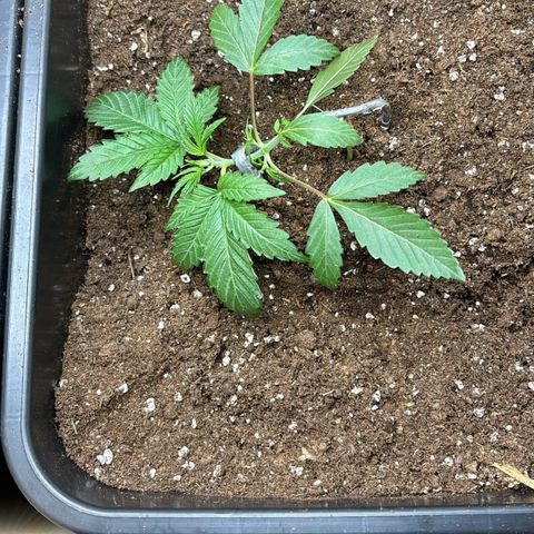 Sugarlato Auto growlog photo: Erster Tag mit LST (Low Stress Training) 