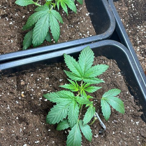 Sugarlato Auto growlog timeline photo