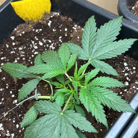Sugarlato Auto growlog timeline photo
