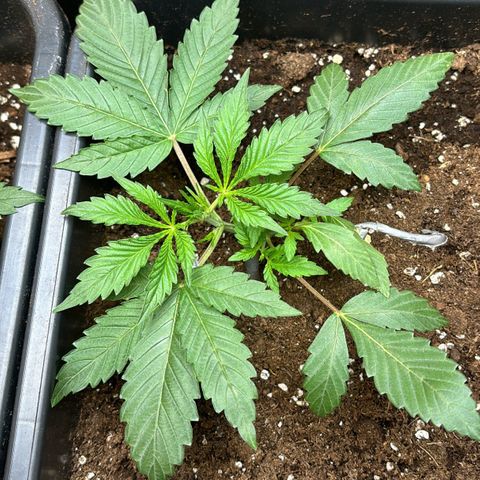 Sugarlato Auto growlog timeline photo