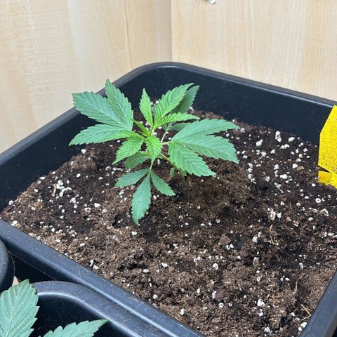 Sugarlato Auto growlog timeline photo