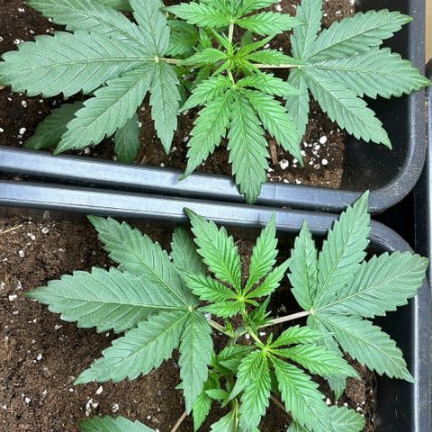 Sugarlato Auto growlog timeline photo